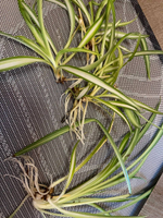 Хлорофитум живой фильтр для вашего дома: красота и польза в одном растении! (свежий срез растения)