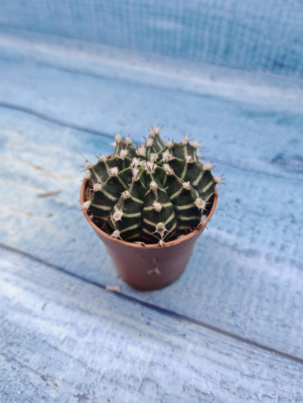 Gymnocalycium Friedrichii (Гимнокалициум)