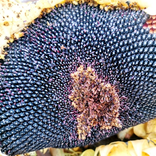 Чёрные Подсолнухи Племени Хопи - Hopi Black Dye Sunflower