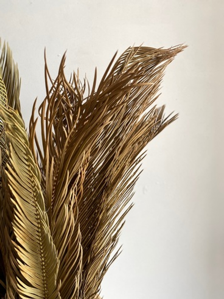 Цикас M натуральный