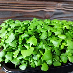 Базилик зеленый на корне (лоток) / 20 гр /РАСПРОДАЖА Базилик зеленый на корне (лоток) / 20 гр /РАСПРОДАЖА