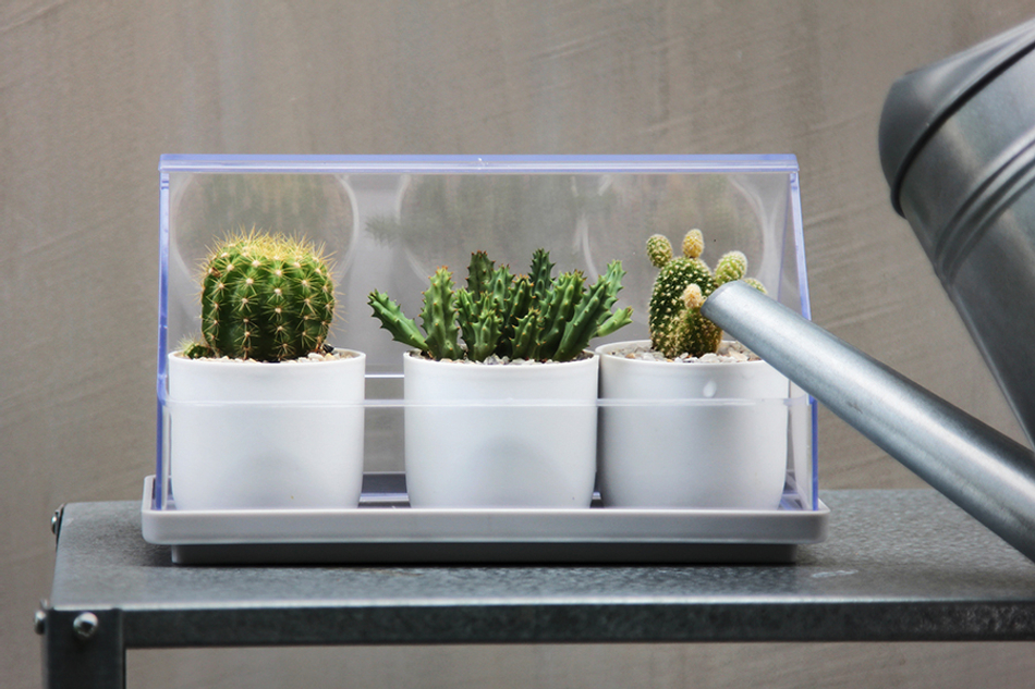 Лоток для выращивания растений micro green house, прозрачный