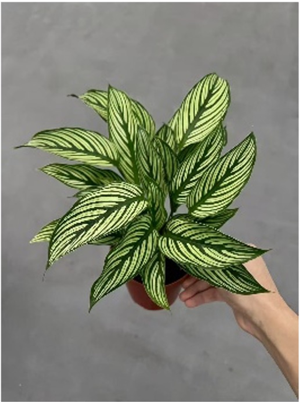 Калатея Green Stripe д.12