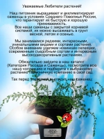 Вереск Пересвет зимостойкий