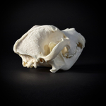 Череп собаки