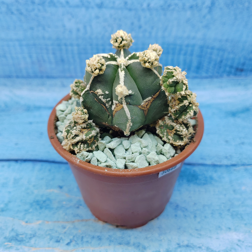 Astrophytum Myriostigma "Hakujo Fukuryu"  (Астрофитум)