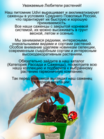 Горец Красный Дракон мелкоголовчатый