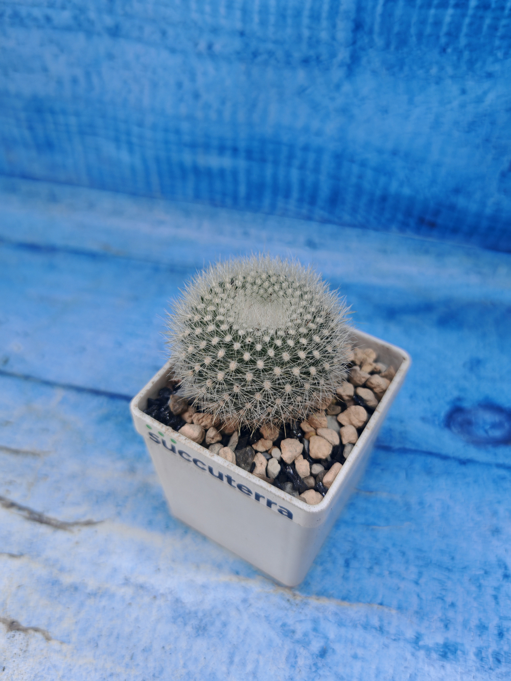 Notocactus Haselbergii (Нотокактус)