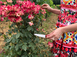 🏆Кухонный нож Alexander S AUS-8 Red G10