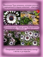 Остеоспермум Белая ложка Маргариты