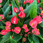 Антуриум Андре MFR