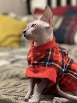 Одежда свитер для сфинксов кошек