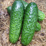 Рубинштейн F1 семена огурца партенокарпического (Rijk Zwaan / Райк Цваан)