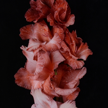 Гладиолус крупноцветковый Броуновское движение