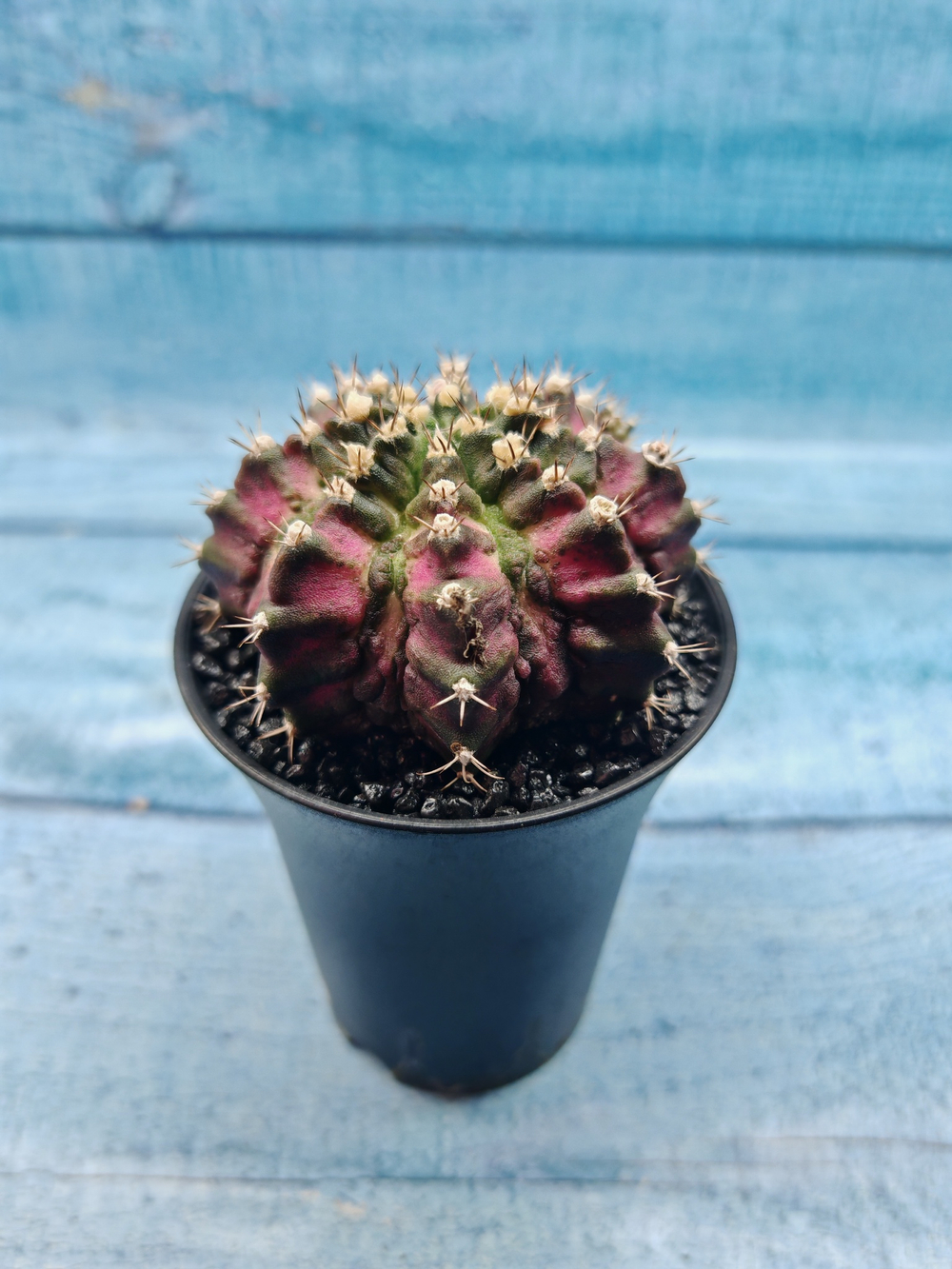 Gymnocalycium T-Rex Pink hybrid (Гимнокалициум T-rex)