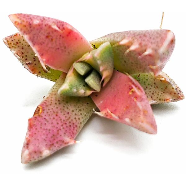 Фаукария Лупина