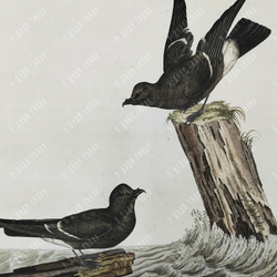 Зепп Ян Кристиан. Пара буревестников. Гравюра на меди, акварель. Амстердам. 1797 г.