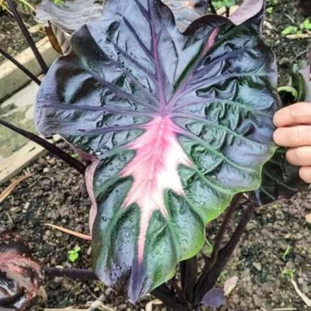 Колоказия LOVELY PINK