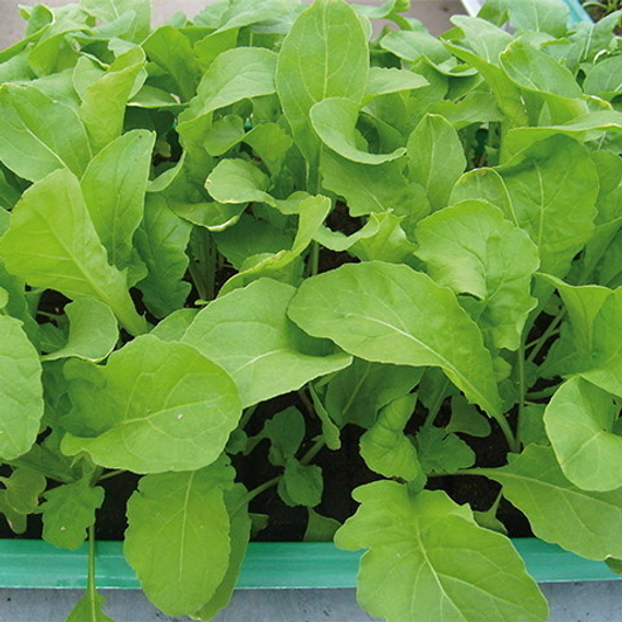 КОЛТИВАТА семена рукколы (Enza Zaden | Alexagro) – фото 1