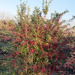 Барбарис обыкновенный С2 20-25