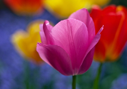 Фото на стекле "Разноцветные тюльпаны" Декор для дома, подарок