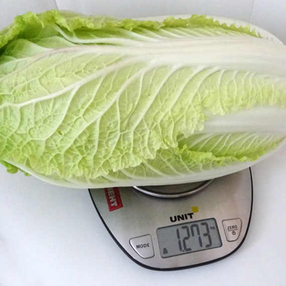 Спринкин F1 семена капусты пекинской (Syngenta / ALEXAGRO) культура – фото 3
