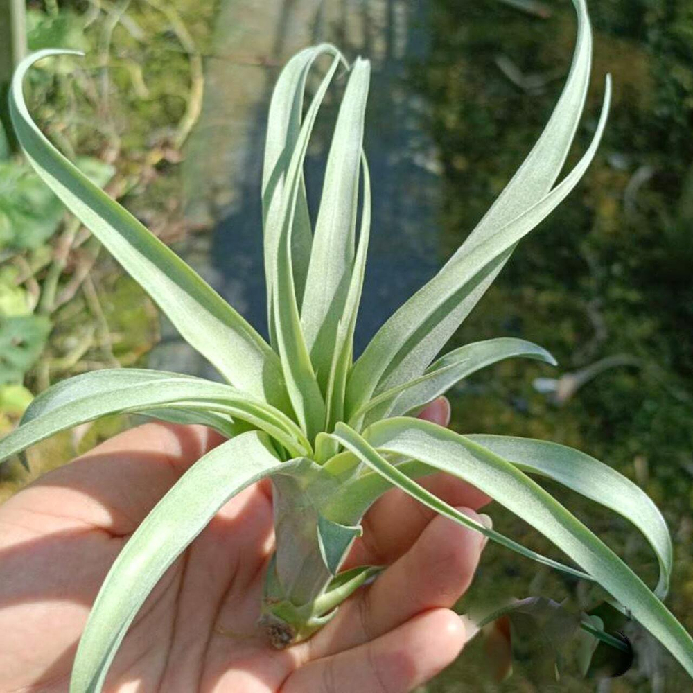 Тилландсия Swamp Rose (durangensis x seleriana) R