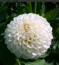 Георгин Райкрофт Ян (Ryecroft Jan)