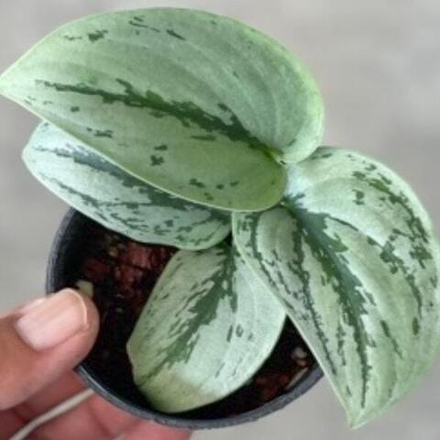 Сциндапсус N3 SILVER SWORD