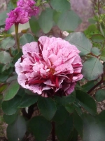 Роза флорибунда Нью Имэджин