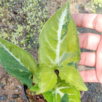 Сингониум SCRAMBLED EGGS/WENDLANDII VAR