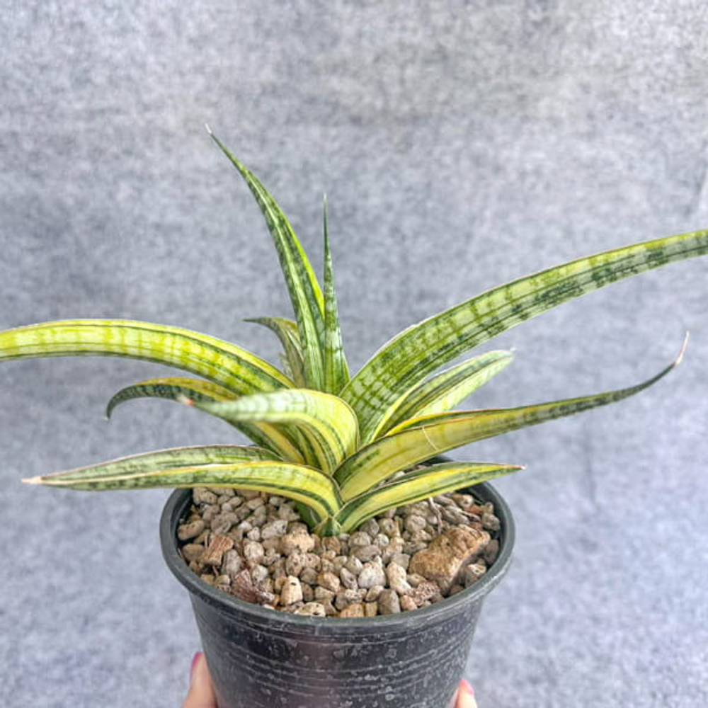 Сансевиерия PHENOMENAL YELLOW VAR