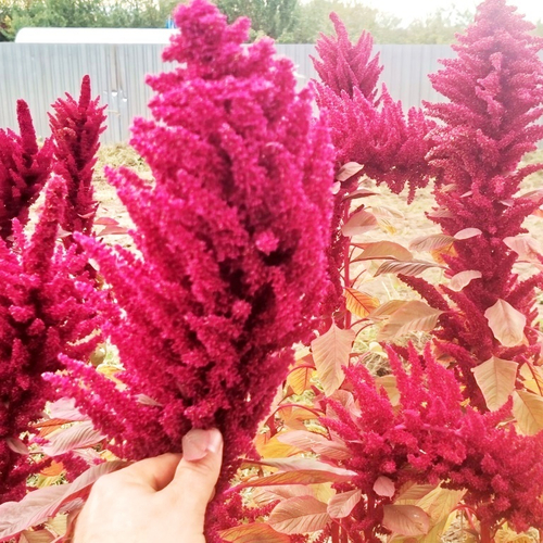 Амарант Индейцев Майя из Гватемалы