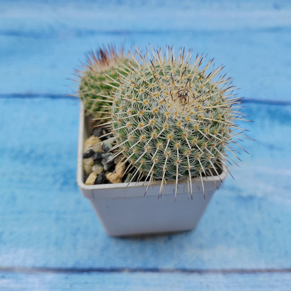 Mammillaria Parkinsonii (Маммилярия)