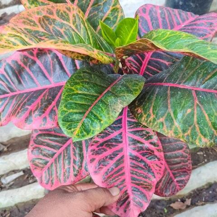 Кротон RED KORONA