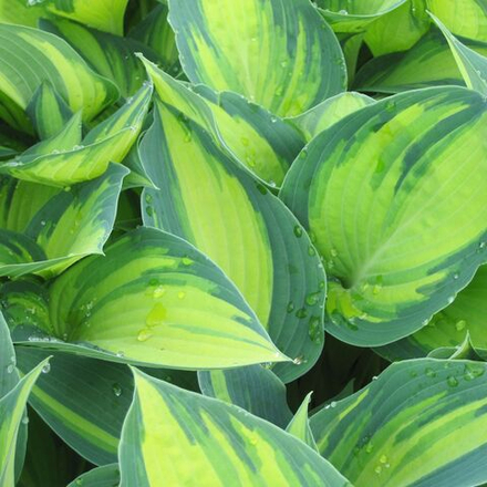 Хоста гибридная "June". Hosta "June".
