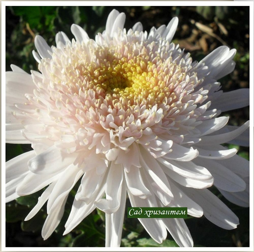 Хризантема одноголовая Eleanora white ☘ о.43 (временно нет в наличии)
