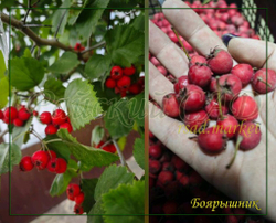Боярышник круплоплодный