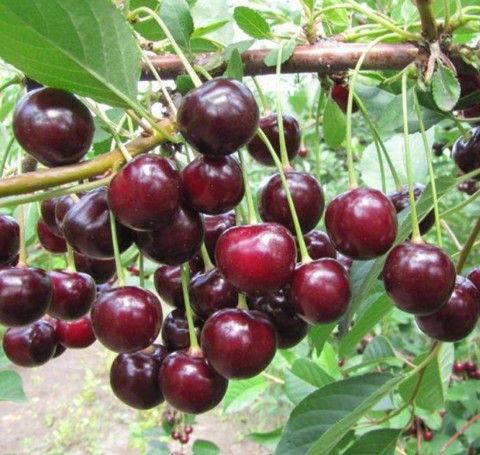 Вишня Харитоновская