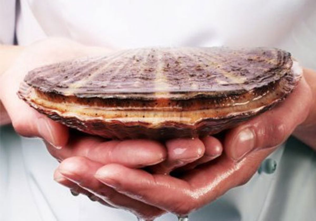 Морской гребешок живой, шт