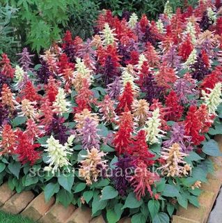 Сальвия  блестящая  Виста Микс 100 семян