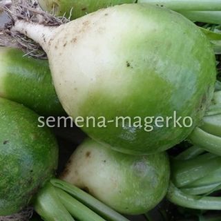 Редька китайская Маргеланская 100 (грамм)