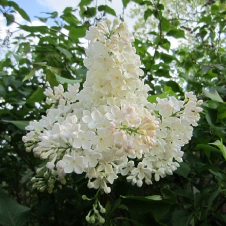 Сирень обыкновенная Петербурженка