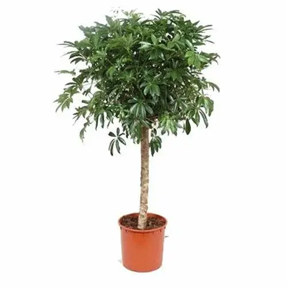 Шефлера штамб