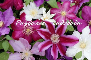 Вьющиеся растения