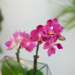 Готовый флорариум с лиловой орхидеей Икос S