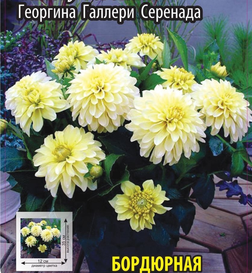 Георгина Галлери Серенада
