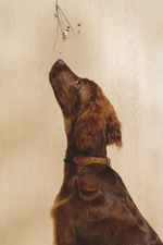 Ошейник "Пони-Макарони" Рыжий