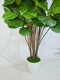 Фикус Лирата Робуста 160см в кашпо