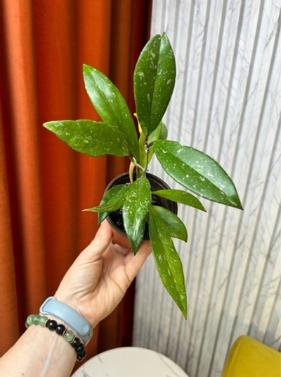Хойя Публикалис, D9см Н15см, 1шт, Urban Jungle (7143)